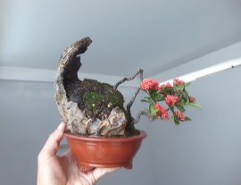 Em là Trang Sen mini rộ hoa...