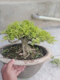 Nguyệt quế