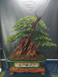 Trắc nghệ lùn lực siêu lũa