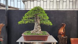 Hàng đẹp cho anh em sưu tầm 