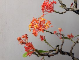Em là Mẫu Đơn Rừng...