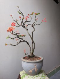 Em là Mẫu Đơn Rừng...