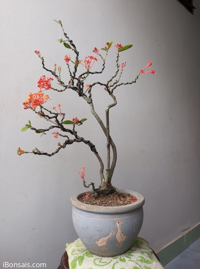 Em là Mẫu Đơn Rừng...