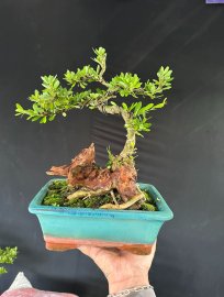 Linh sam lũa thép zin ghép siêu bông