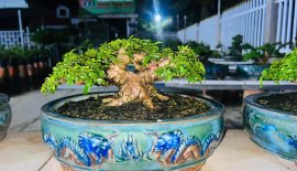 Giá rẻ ace chơi