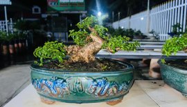 Giá rẻ ace chơi