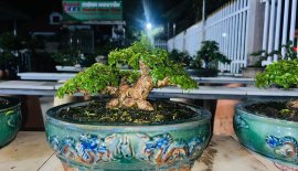 Giá rẻ ace chơi