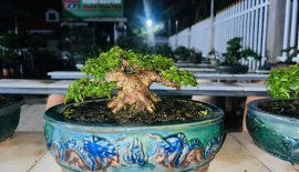 Giá rẻ ace chơi