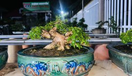 Giá rẻ ace chơi