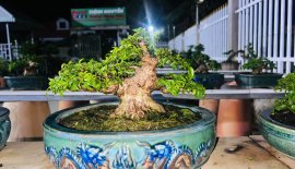 Giá rẻ ace chơi