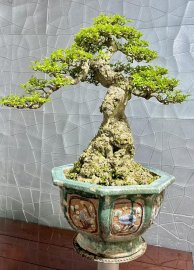 Lão mai về đêm !