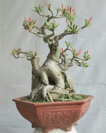 Hoa sứ nhà nàng
