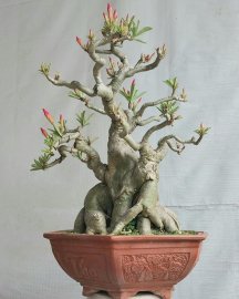 Hoa sứ nhà nàng