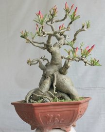 Hoa sứ nhà nàng