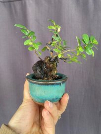 Châu mini ạ