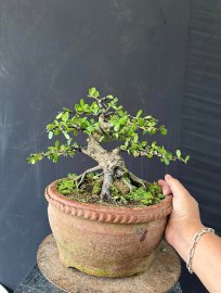 Hải châu hải châu