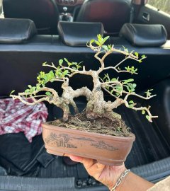 Hải châu củ bắt cầu mini sông cầu lá tròn đẹp