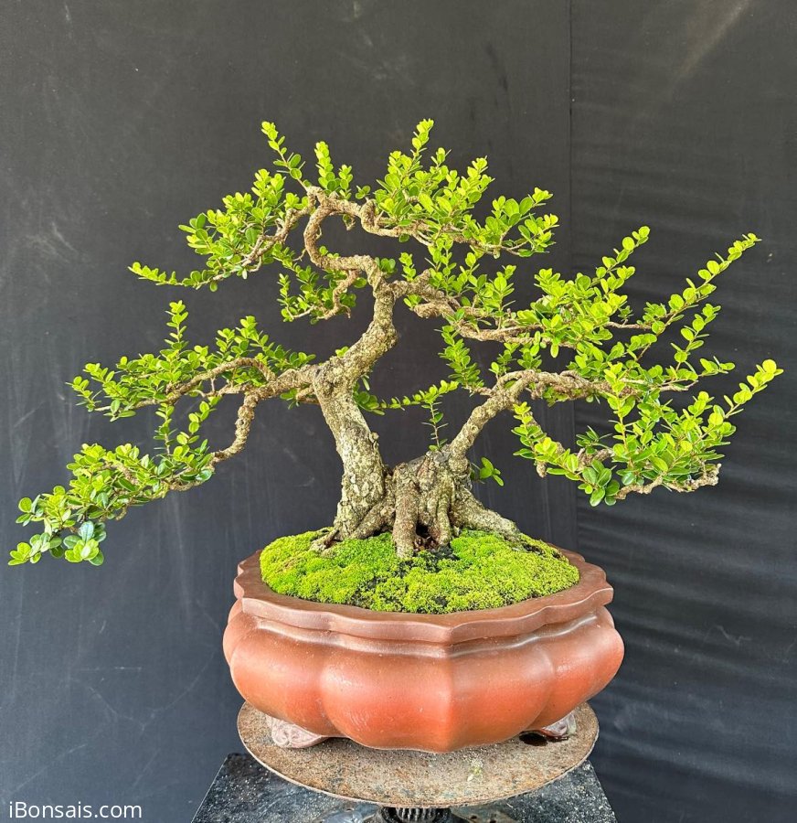 Hoà bình là nơi em đến