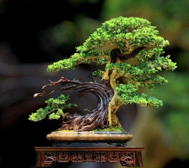 Đứa con tinh thần bonsai