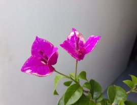 Em hoa Giấy tím lại đang hoa...