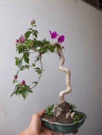 Em hoa Giấy tím lại đang hoa...