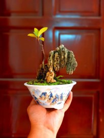 Cố lên tôi nhé…