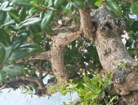 Hải châu cây biển đảo lá đẹp trái nhìu