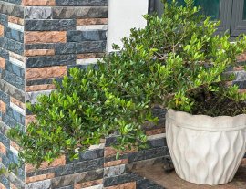 Hải châu cây biển đảo lá đẹp trái nhìu