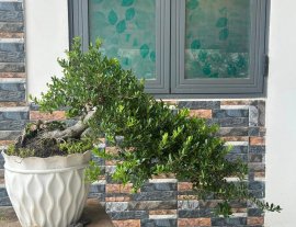 Hải châu cây biển đảo lá đẹp trái nhìu