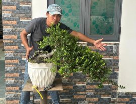 Hải châu cây biển đảo lá đẹp trái nhìu