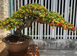 Hải châu cây biển đảo lá đẹp trái nhìu