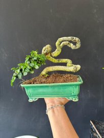 Duối siêu quái