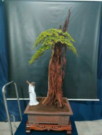 Bonsai lũa đẹp giá mềm, mời các anh chị vào xem live ủng hộ nhé!