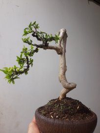 Em Mai lá lớn già và chiếc chậu Rạn đời đầu...