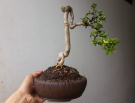 Em Mai lá lớn già và chiếc chậu Rạn đời đầu...