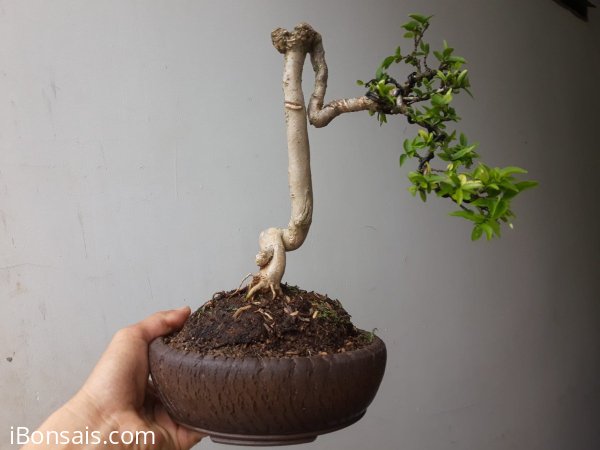 Em Mai lá lớn già và chiếc chậu Rạn đời đầu...