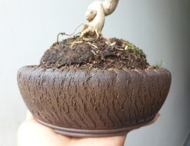 Em Mai lá lớn già và chiếc chậu Rạn đời đầu...