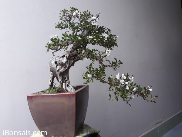 Em Linh Sam bông trắng lại đang hoa...