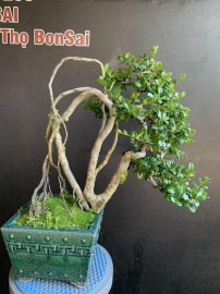 Hải châu chân rễ quái