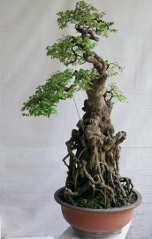 Khế ta lá nhỏ rất đẹp
