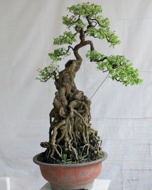 Khế ta lá nhỏ rất đẹp