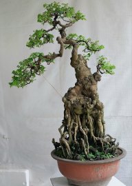 Khế ta lá nhỏ rất đẹp