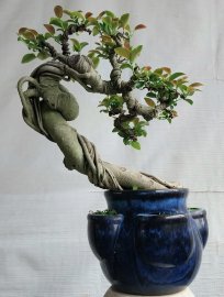 Cây si khá duyên