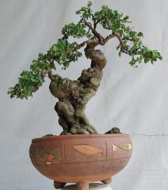 Khế gân