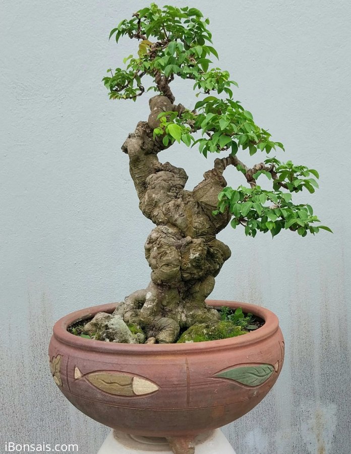 Khế gân