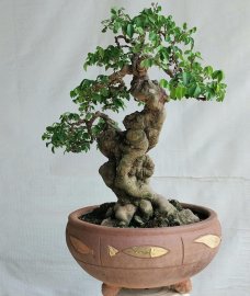 Khế gân