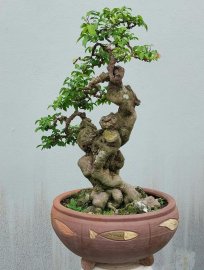 Khế gân