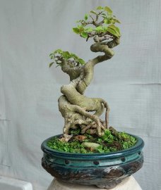 Bồ đề mini