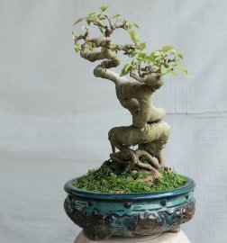 Bồ đề mini