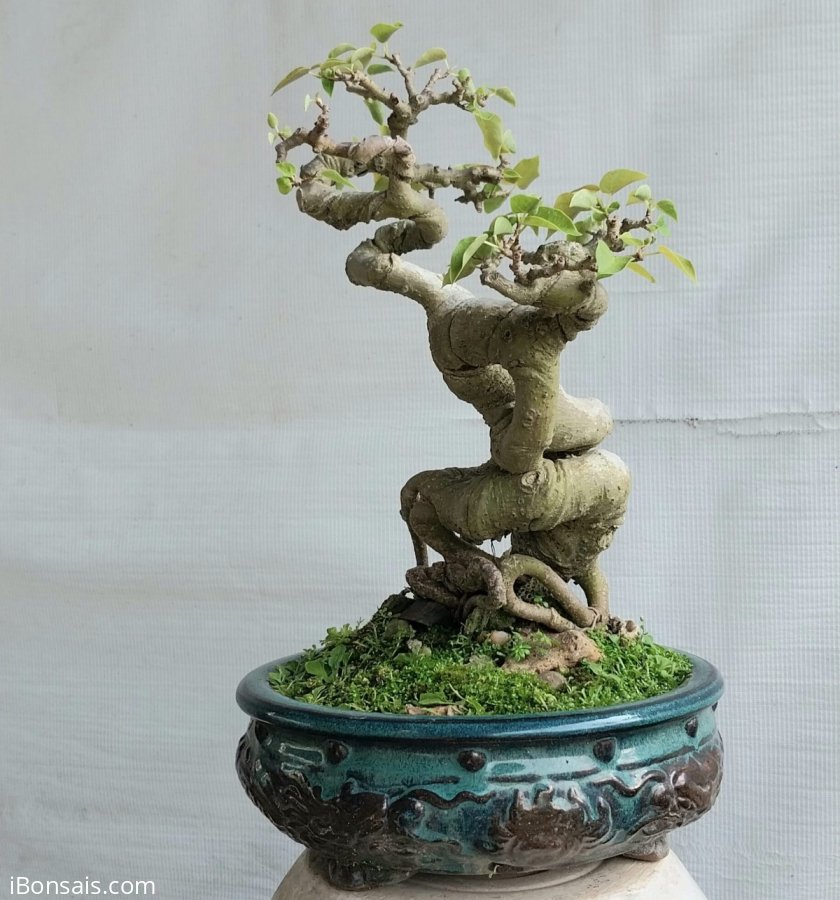 Bồ đề mini
